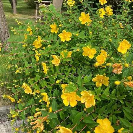 Kazinczy فيلة بالاتوناكاراتيا