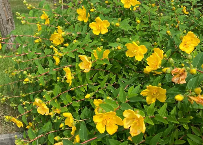 Kazinczy Villa Balatonakarattya